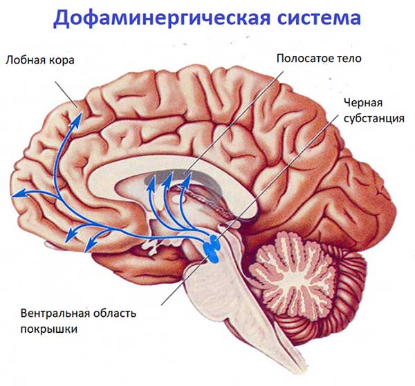 Строение дофаминергической системы