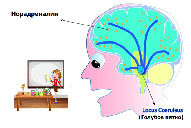 выброс норадреналина
