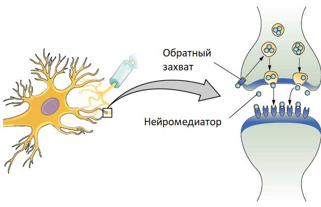 Обратный захват нейромедиатора